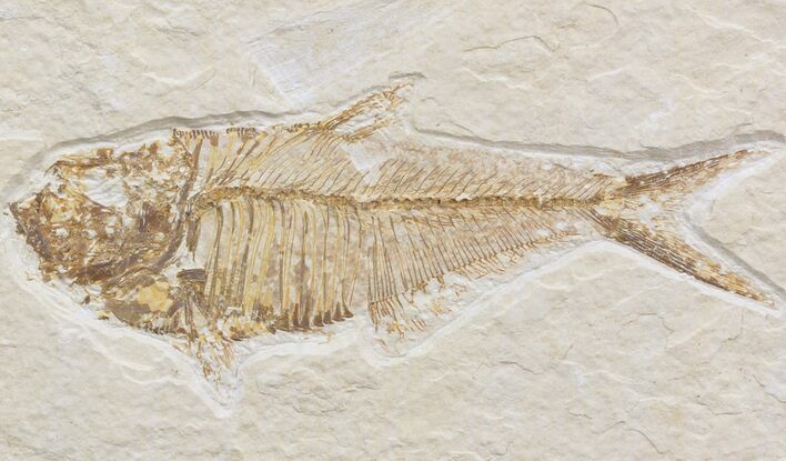 Bargain Diplomystus Fossil Fish - Wyoming #42387
